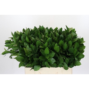 Ruscus Israel