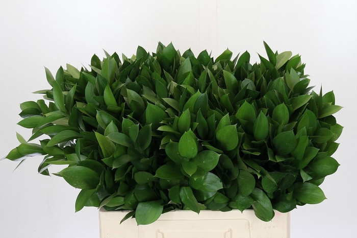 <h4>Ruscus Israel</h4>