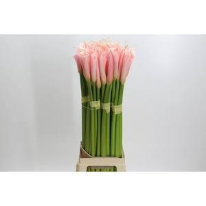 Zantedeschia Eydolls Salmon