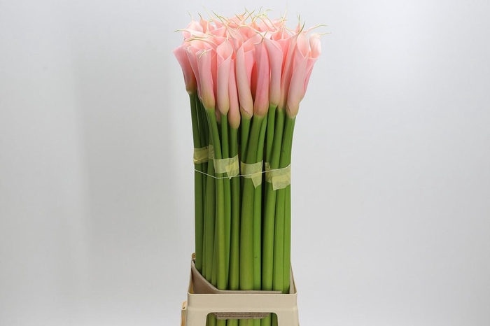 Zantedeschia Eydolls Salmon