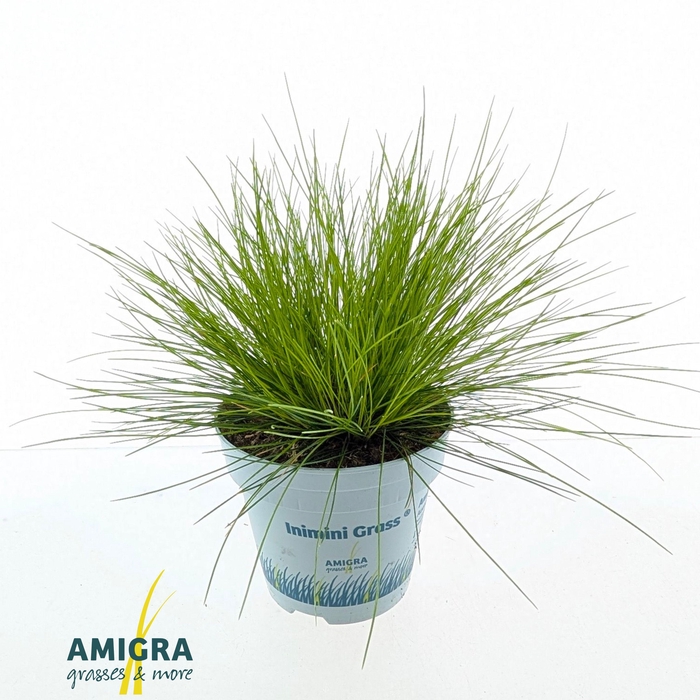 <h4>Deschampsia flexuosa AmiLime®</h4>