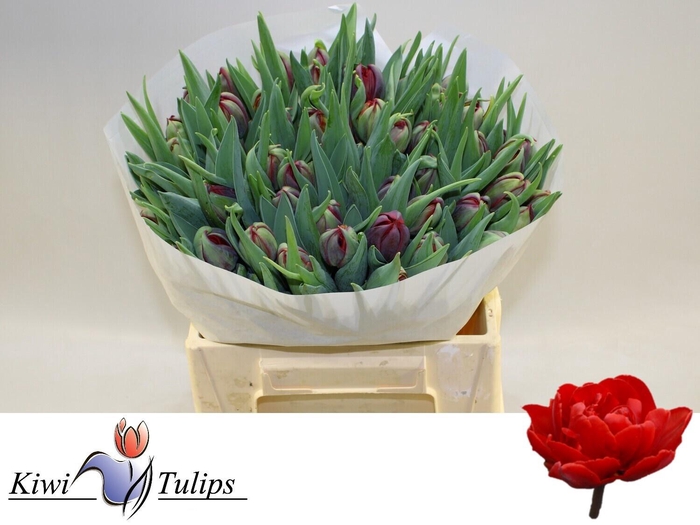 <h4>TU DU RED PRINCESS</h4>