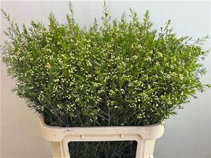 <h4>CHAME UN OFIR</h4>