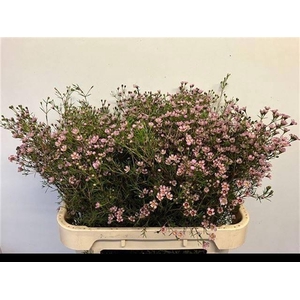 CHAME UN JUPITER SOL