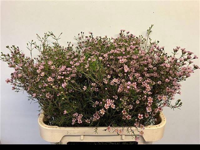 <h4>CHAME UN JUPITER SOL</h4>