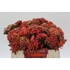 Kaaps Groen Red Brunia Small