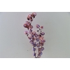 Dried Artz Bougainvillea Da Vinci Bunch