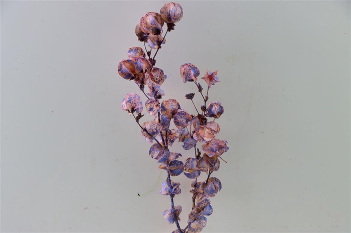 Dried Artz Bougainvillea Da Vinci Bunch