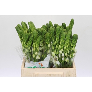 Ornithogalum thyrsoides Milky Way