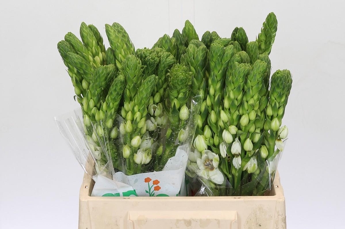 Ornithogalum thyrsoides Milky Way