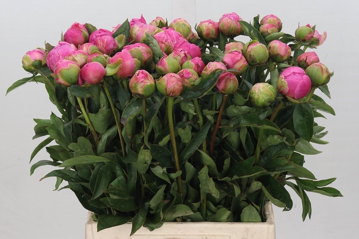 Paeonia Jacorma