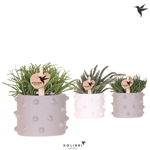 Kolibri Greens Rhipsalis mix in Spike pot mix