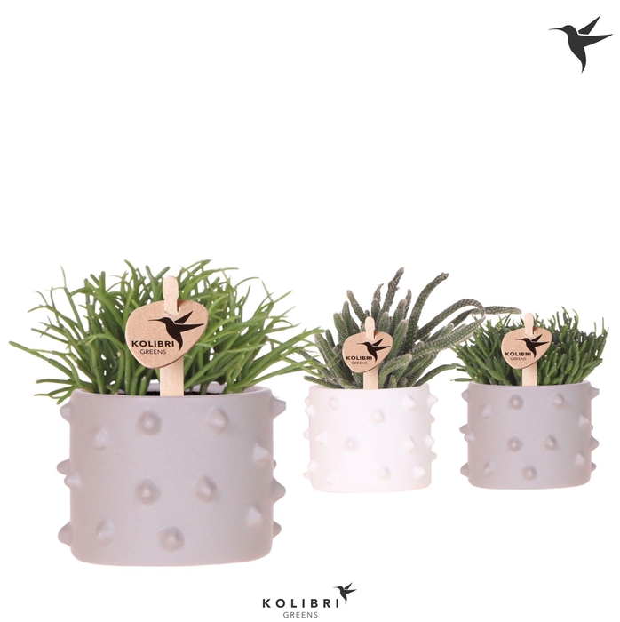 <h4>Kolibri Greens Rhipsalis mix in Spike pot mix</h4>