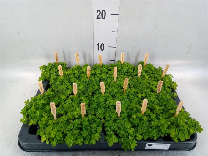 <h4>Pilea depressa</h4>