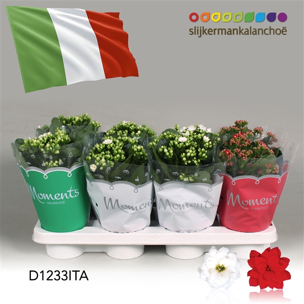 <h4>Kalanchoe Moments - Italia flag</h4>
