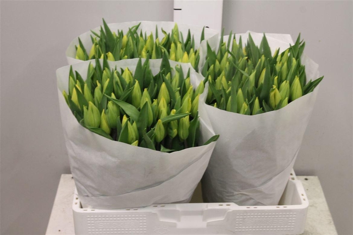 <h4>Tu En Strong Gold</h4>