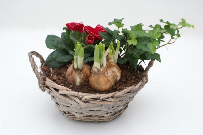 <h4>Primula Mand Rond (Hedera & Tete)</h4>