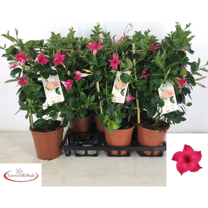 MANDE SUN PINK