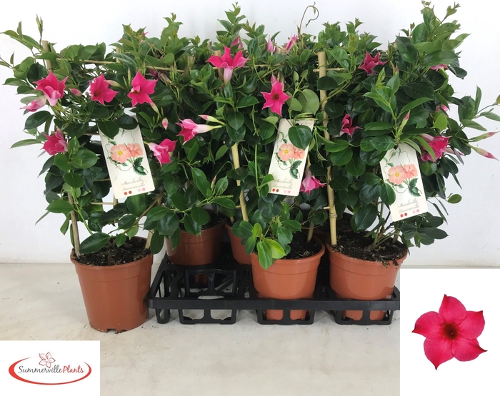 <h4>MANDE SUN PINK</h4>