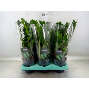 Zamioculcas zamiifolia 'Lima'