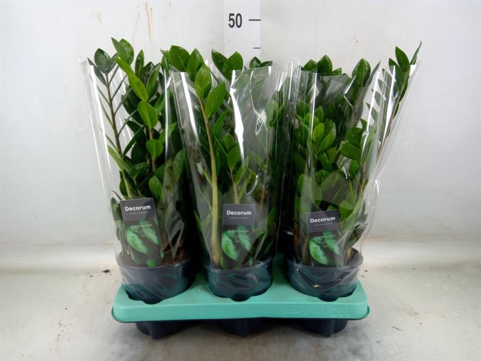 <h4>Zamioculcas zamiifolia 'Lima'</h4>