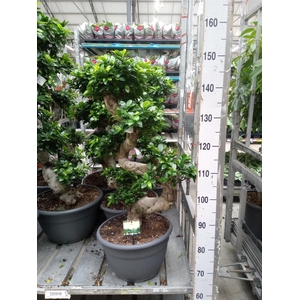 Ficus microcarpa 'Ginseng'