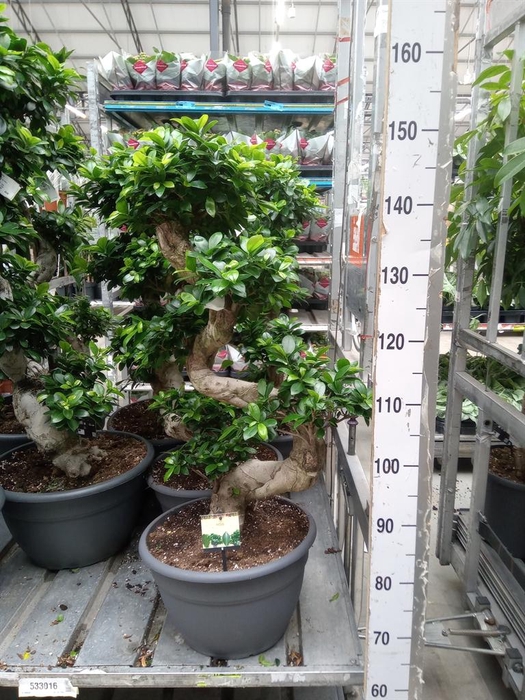 <h4>Ficus microcarpa 'Ginseng'</h4>