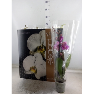 Phalaenopsis   ...mix  8