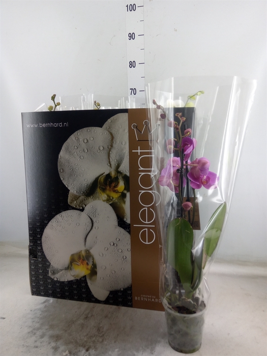 <h4>Phalaenopsis   ...mix  8</h4>