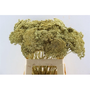 Ammi Majus Klbh Gl Goud P Stem