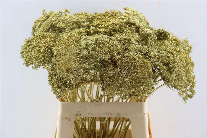 <h4>Ammi Majus Klbh Gl Goud P Stem</h4>