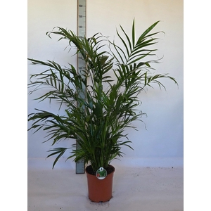 DYPSIS LUTESCENS