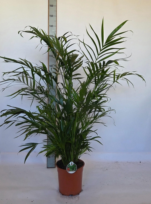 <h4>DYPSIS LUTESCENS</h4>