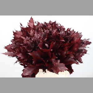 Eik Grof Bordeaux