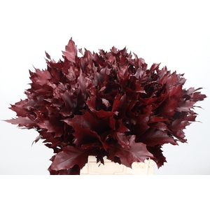 Eik Grof Bordeaux