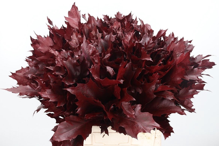 <h4>Eik Grof Bordeaux</h4>