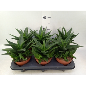 Haworthia pumila 'West Jogoo'