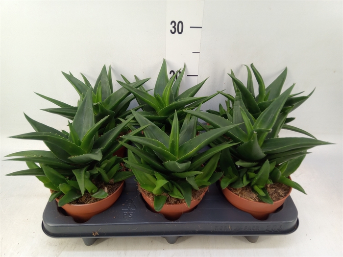 <h4>Haworthia pumila 'West Jogoo'</h4>