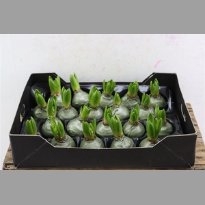 Wax Hyacinth Olive Groen Metallic