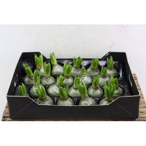 Wax Hyacinth Olive Groen Metallic