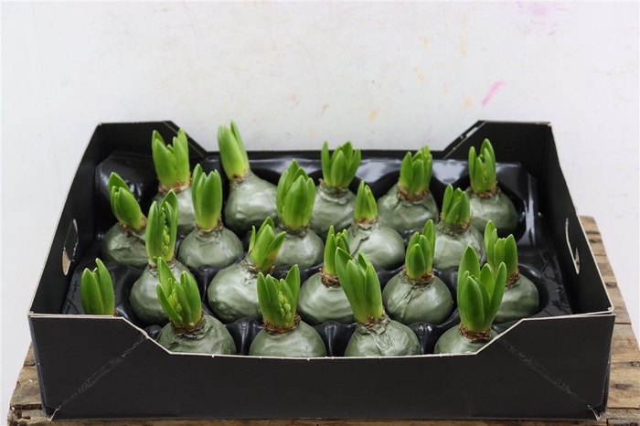 <h4>Wax Hyacinth Olive Groen Metallic</h4>