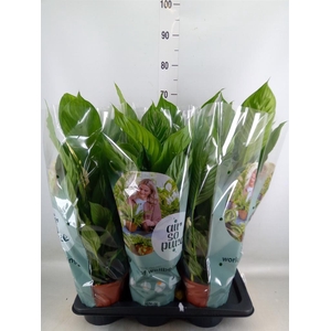 Spathiphyllum  'Vivaldi'