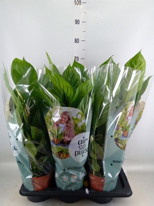 <h4>Spathiphyllum  'Vivaldi'</h4>