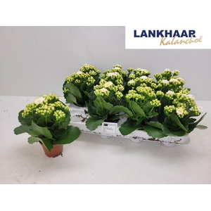 KAL GE PERFECTA WHIT