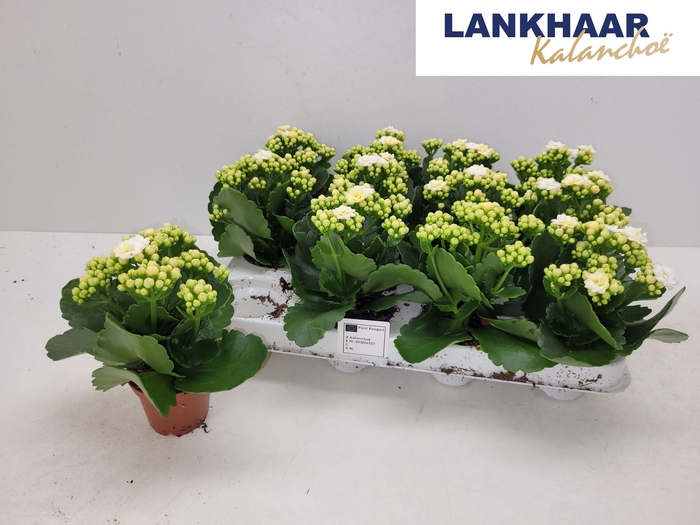 <h4>KAL GE PERFECTA WHIT</h4>