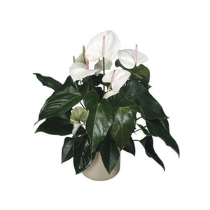 ANTHURIUM SUMI P17