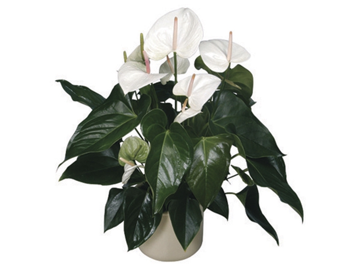 <h4>ANTHURIUM SUMI P17</h4>