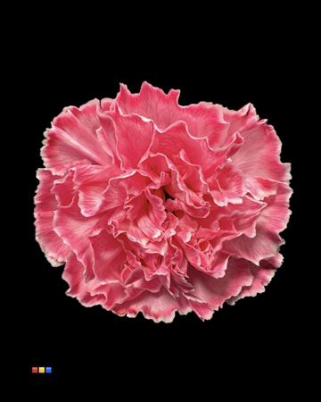 <h4>Dianthus St Hot Pink</h4>