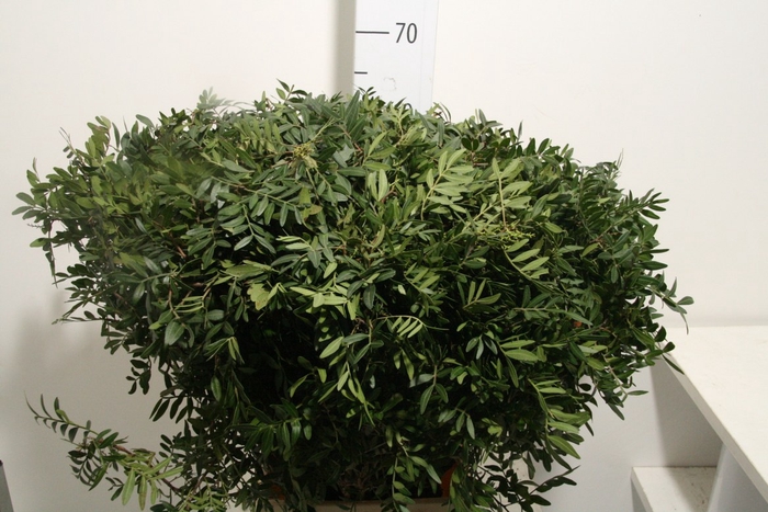 <h4>Pistache Hndg 50cm P Bos</h4>