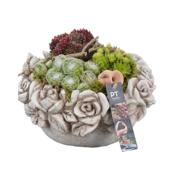 <h4>PTS2829 Arrangement Sempervivum in beton pot</h4>
